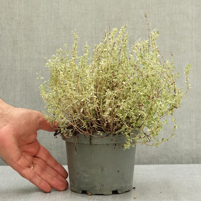 Spécimen de Thym citron panaché - Thymus citriodorus Silver Queen Pot de 1,5L/2L tel que livré en été