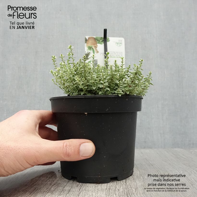 Thymus x citriodorus Silver Queen - Timo limone pennacchio Vaso da 1,5L/2L esemplare consegnato in inverno