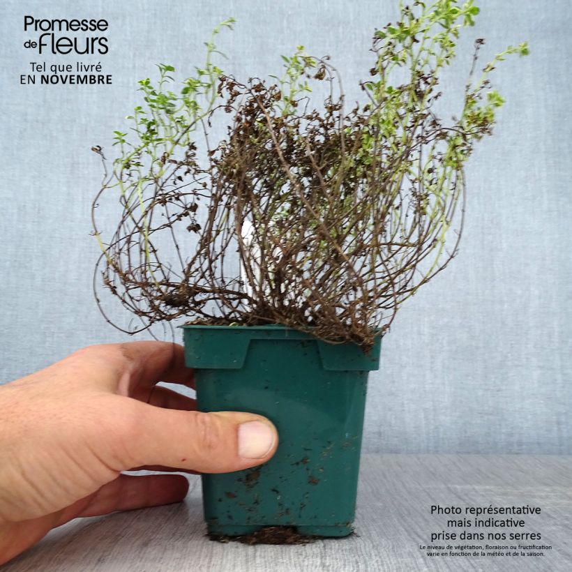 Spécimen de Thym doré - Thymus vulgaris Gold en plant Pot de 10 cm/11cm tel que livré en automne
