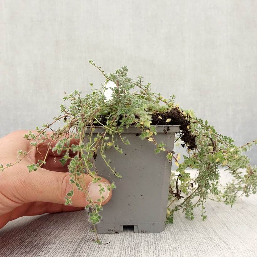 Spécimen de Thym laineux - Thymus pseudolanuginosus Godet de 8/9 cm tel que livré en automne