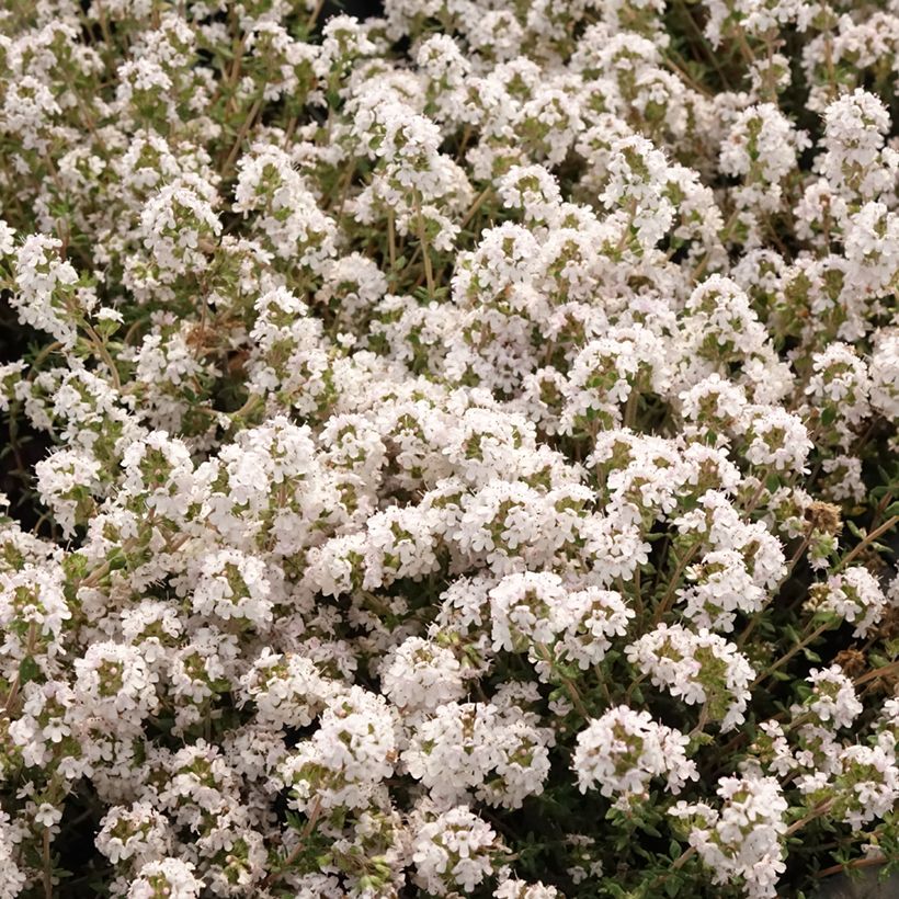 Thym orange en plants - Thymus vulgaris Fragrantissimus (Floraison)