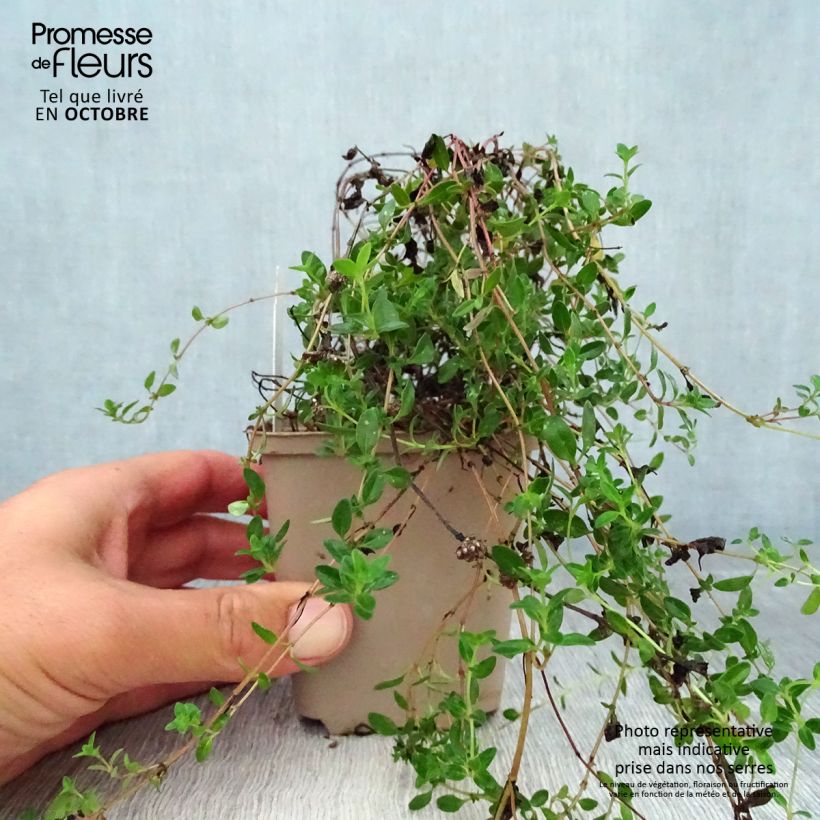 Spécimen de Thym serpolet Elfin - Thymus serpyllum Godet de 8/9 cm tel que livré en automne