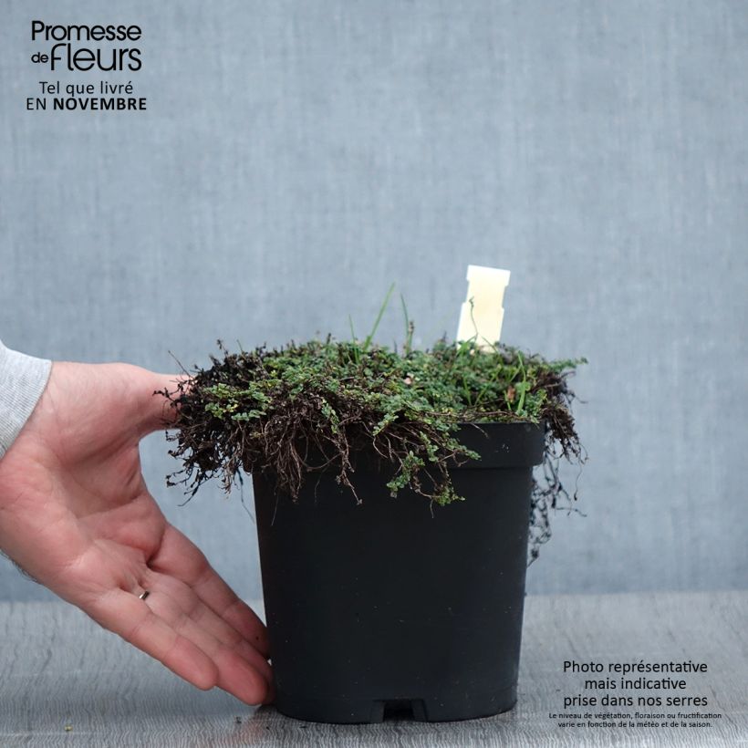 Spécimen de Thym serpolet Elfin - Thymus serpyllum Pot de 2L/3L tel que livré en automne