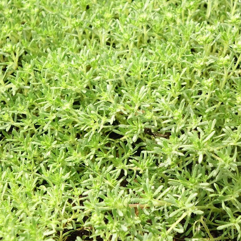 Thymus capitatus - Thym à têtes. (Feuillage)