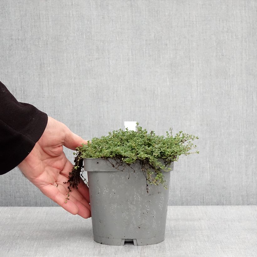 Spécimen de Thymus hirsutus - Thym hirsute Pot de 2L/3L tel que livré en hiver