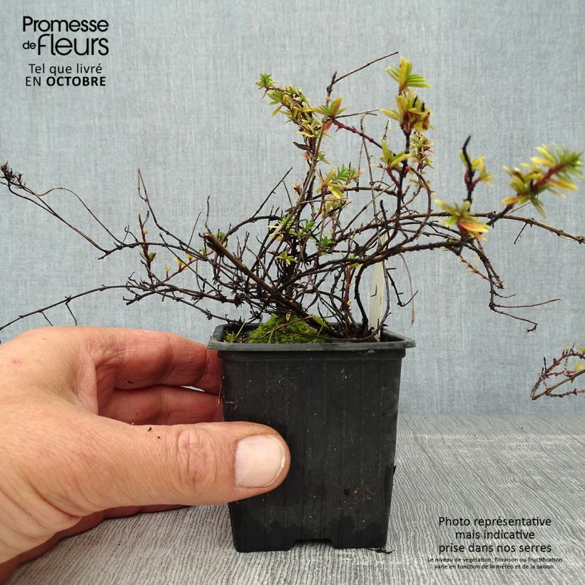 Spécimen de Thymus longicaulis - Thym à tiges longues Godet de 8/9 cm tel que livré en automne