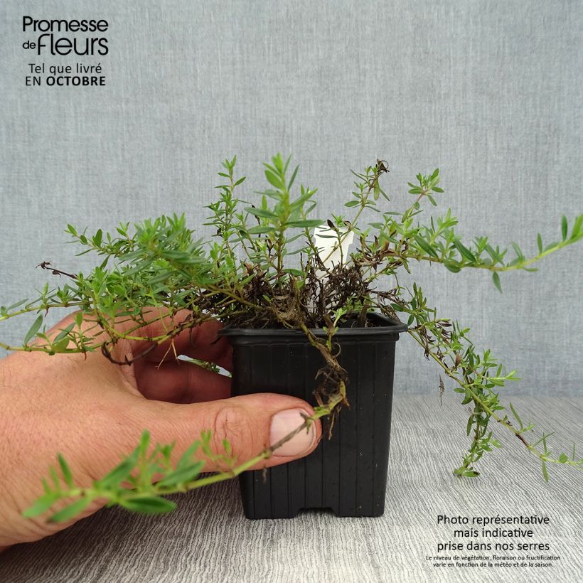 Spécimen de Thymus nitens - Thym luisant Godet de 8/9 cm tel que livré en automne