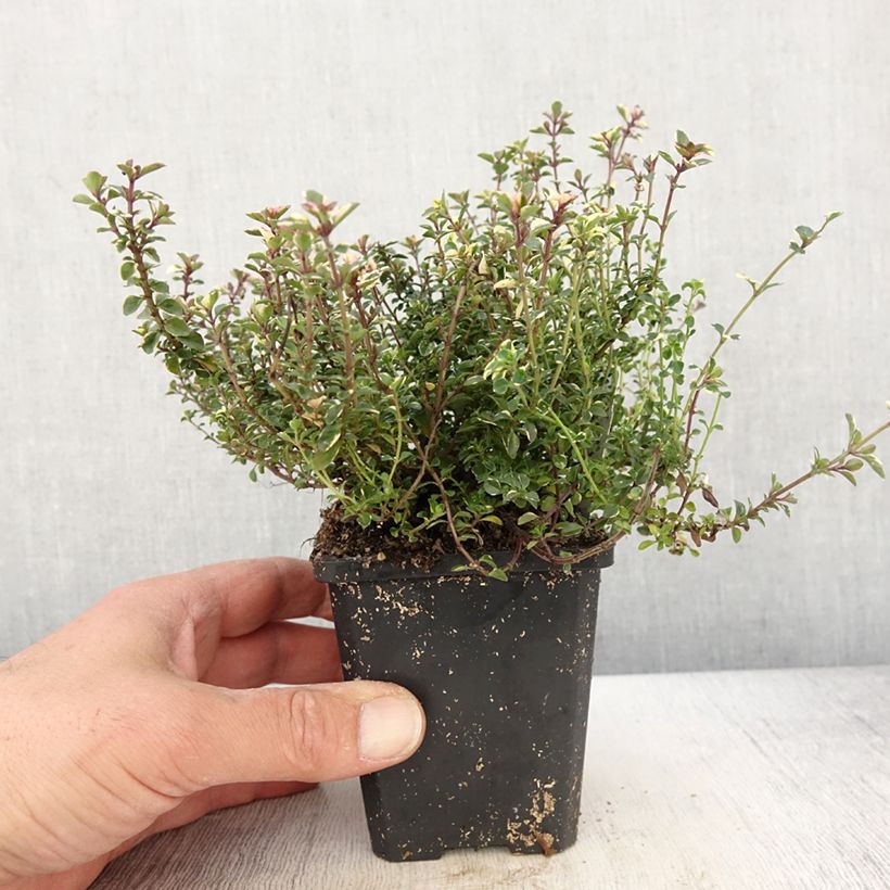 Spécimen de Thymus pulegioides Foxley - Thym faux pouliot Godet de 8/9 cm tel que livré au printemps