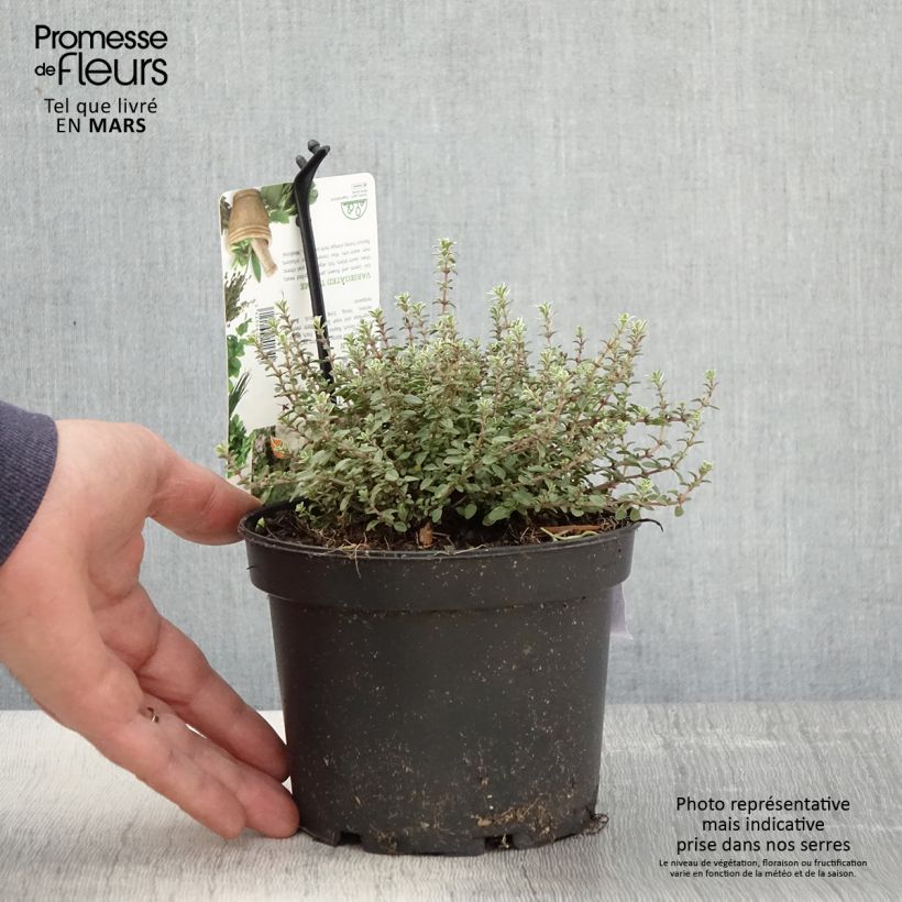 Spécimen de Thymus vulgaris Silver Posie - Thym Silver Posie - Thym argenté Pot de 1,5L/2L tel que livré au printemps