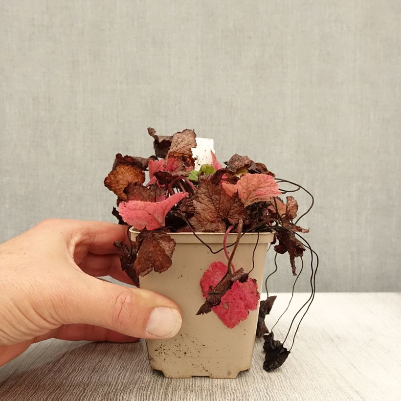 Spécimen de Tiarella cordifolia Brandywine - Tiarelle cordifoliée Godet de 8/9 cm tel que livré en automne