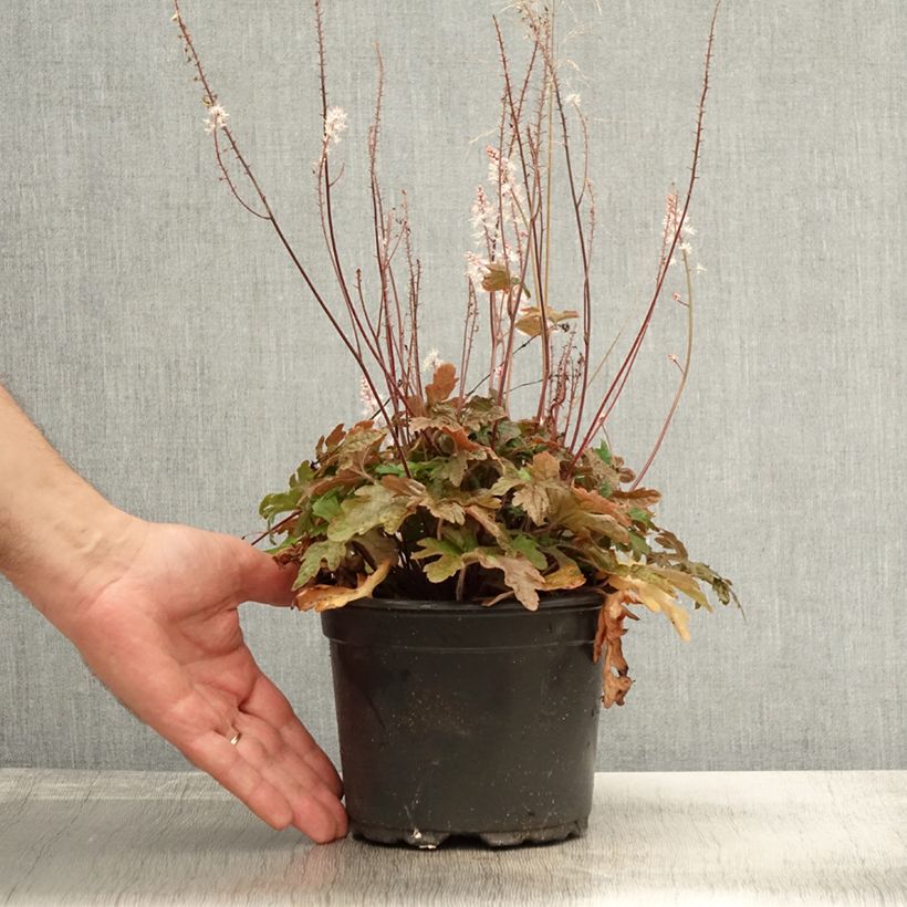 Spécimen de Tiarella Pink Skyrocket - Tiarelle hybride Pot de 2L/3L tel que livré en automne