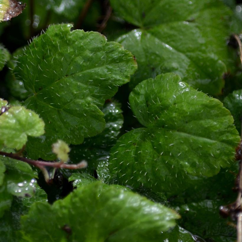 Tiarelle - Tiarella cordifolia Moorgrun (Feuillage)
