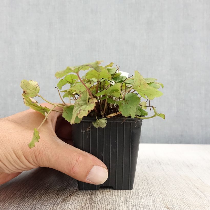 Spécimen de Tiarelle - Tiarella Tiger Stripe Godet de 8/9 cm tel que livré en automne