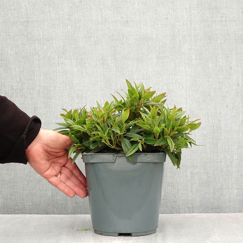 Spécimen de Tibouchina Groovy baby - Tibouchina nain Pot de 4L/5L tel que livré en automne