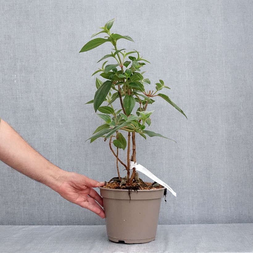 Spécimen de Tibouchina urvilleana Edwardsii Pot de 3L/4L tel que livré en été
