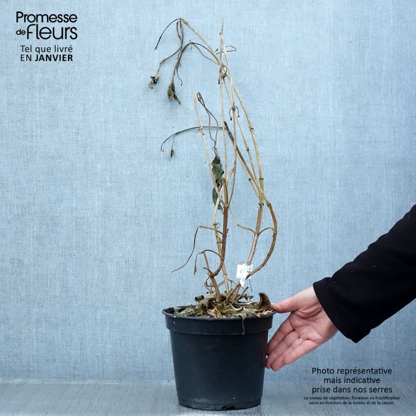 Spécimen de Tibouchina urvilleana Edwardsii Pot de 3L/4L tel que livré en hiver