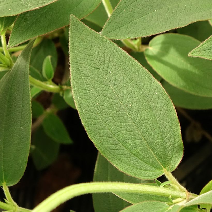 Tibouchina urvilleana Edwardsii (Feuillage)