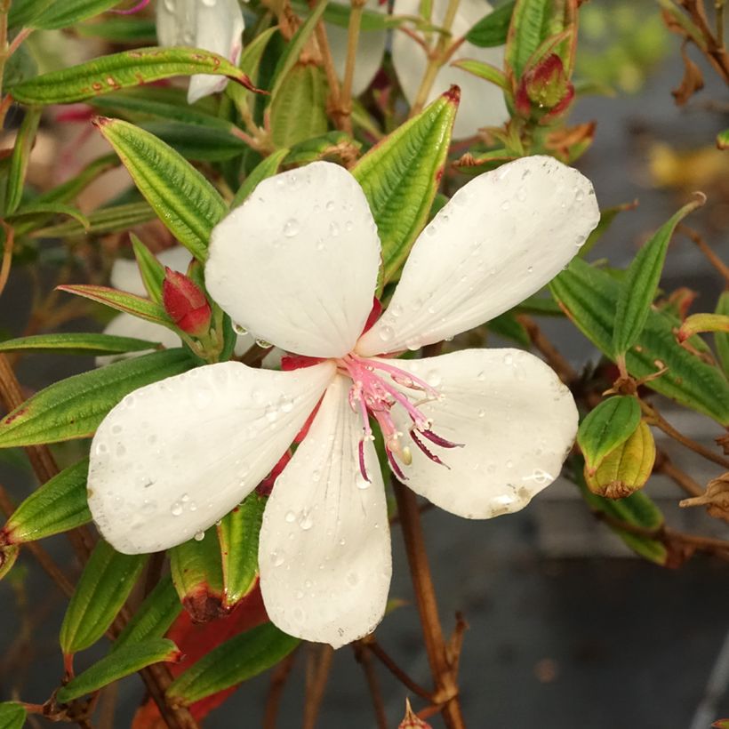 Tibouchina urvilleana Peace Baby (Floraison)