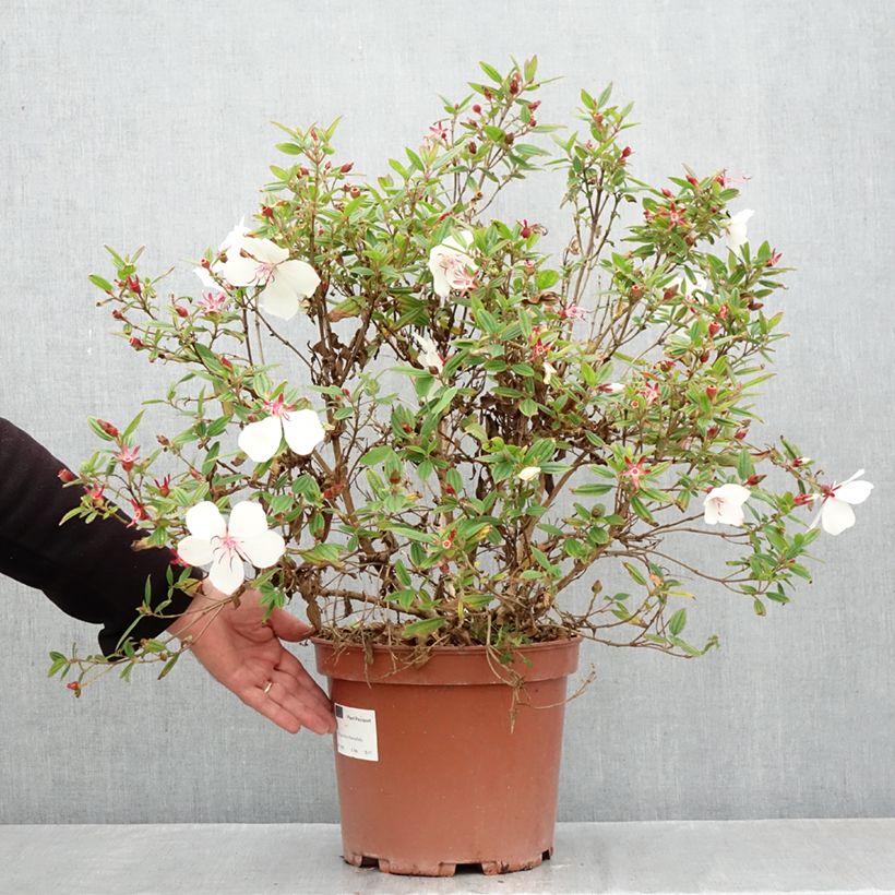 Spécimen de Tibouchina urvilleana Peace Baby Pot de 7,5L/10L tel que livré en automne