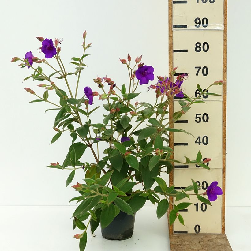 Spécimen de Tibouchina urvilleana - Tibouchine d'Urville Pot de 4L/5L tel que livré en été