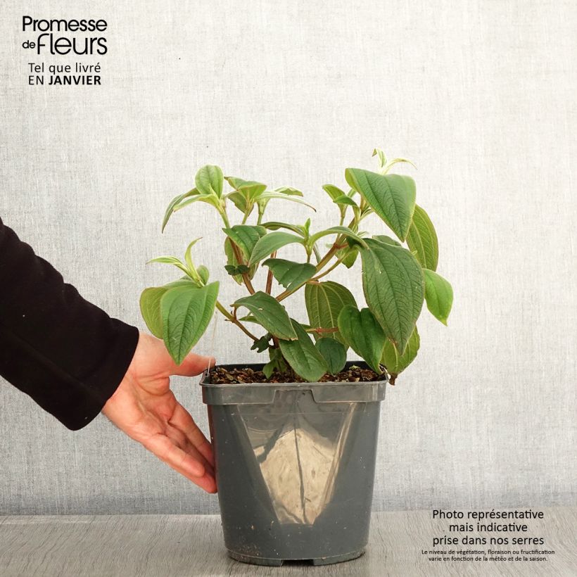 Spécimen de Tibouchina urvilleana - Tibouchine d'Urville Pot de 4L/5L tel que livré en hiver