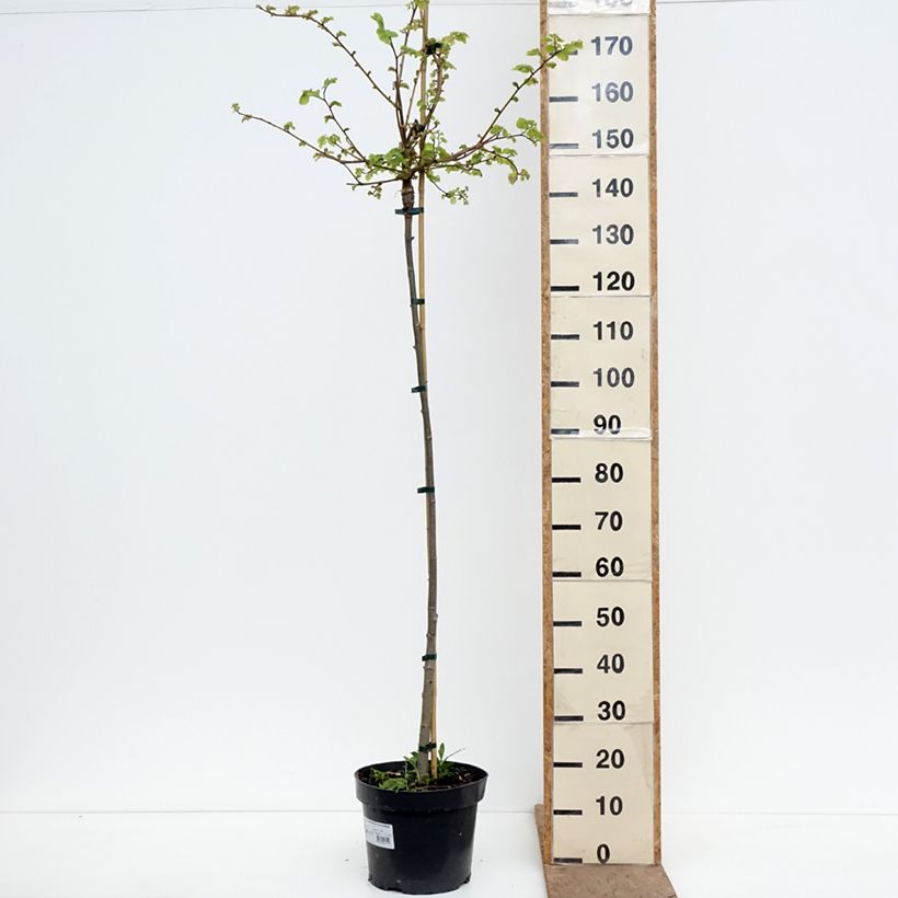 Spécimen de Tilia cordata Pevé Kronenberg - Tilleul à petites feuilles Pot de 12L/15L, Tige tel que livré au printemps
