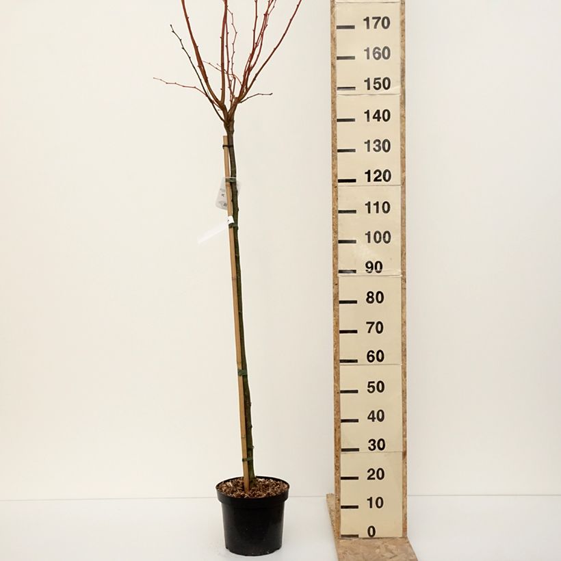 Spécimen de Tilia cordata Winter Orange - Tilleul à petites feuilles Pot de 7,5L/10L, Tige de 125 cm tel que livré en hiver