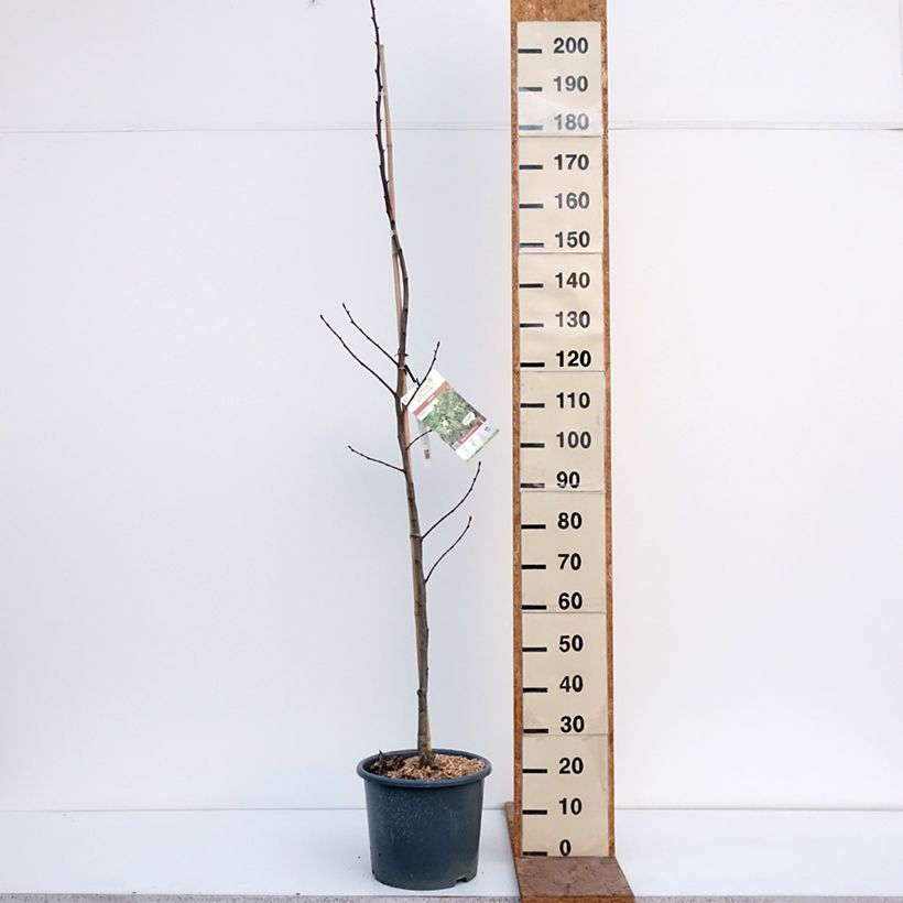 Tilia platyphyllos Maceta 7,5L/10L Ejemplar entregado en invierno