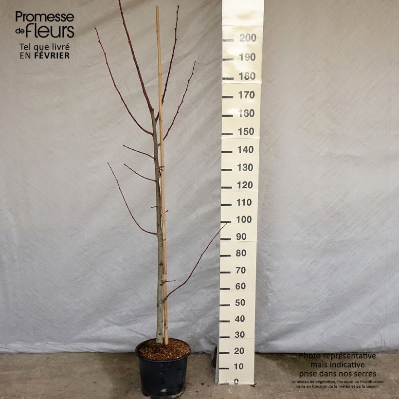 Spécimen de Tilleul à grandes feuilles - Tilia platyphyllos Rubra Pot de 12L/15L, Baliveau tel que livré en hiver