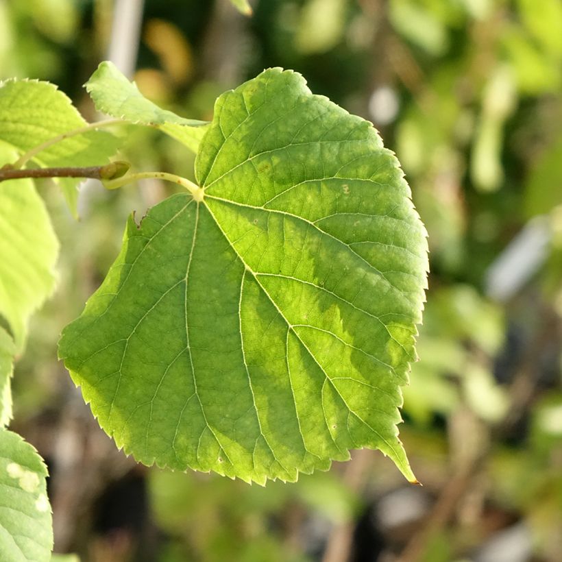 Tilleul à petites feuilles Swedish Upright - Tilia cordata (Feuillage)