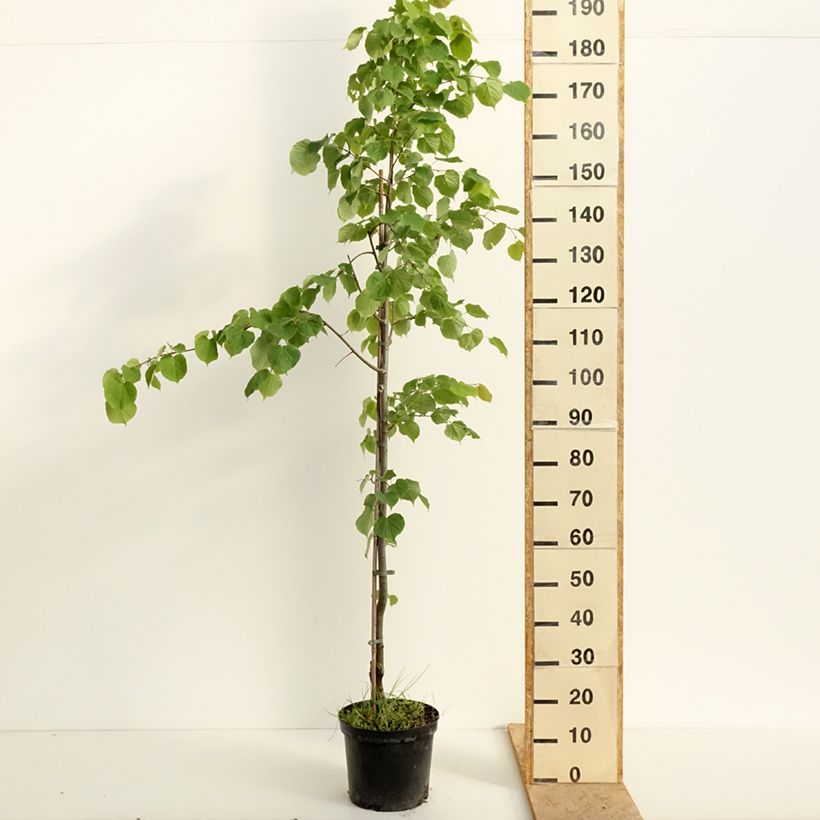 Spécimen de Tilleul à petites feuilles Swedish Upright - Tilia cordata  Pot de 7,5L/10L tel que livré au printemps