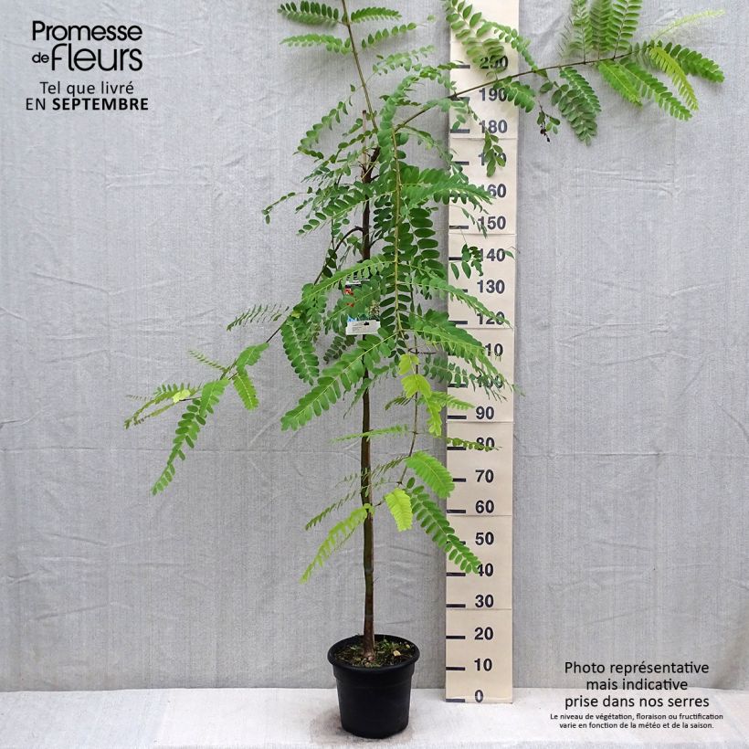 Spécimen de Tipuana tipu - Palo rosa, tipa Pot de 7,5L/10L tel que livré en automne