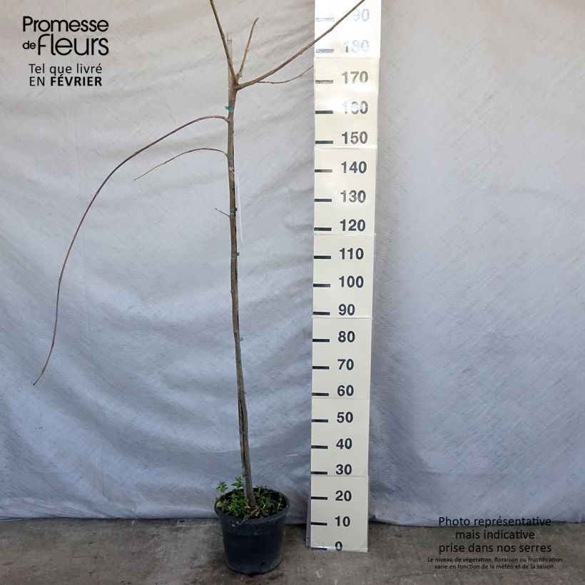 Spécimen de Tipuana tipu - Palo rosa, tipa Pot de 7,5L/10L tel que livré en hiver