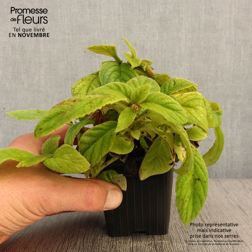 Spécimen de Titanotrichum oldhamii  Godet de 8/9 cm tel que livré en automne