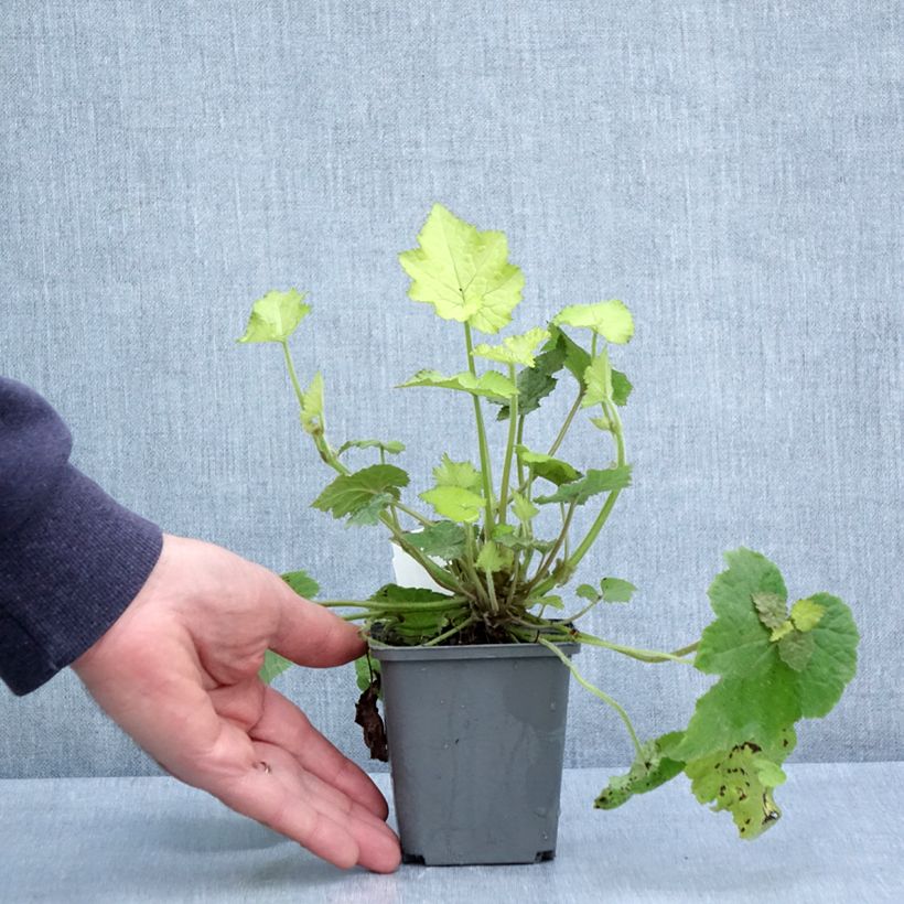 Spécimen de Tolmiea menziesii Cool Gold - Tolmie de Menzies - La poule et ses poussins Godet de 8/9 cm tel que livré au printemps