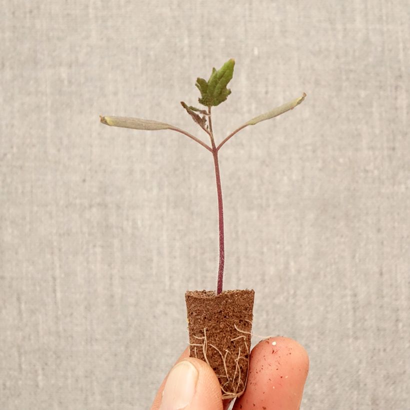 Spécimen de Tomate Licorna F1 en plant - Tomate allongée Mini-motte Ø 3/4 cm tel que livré au printemps