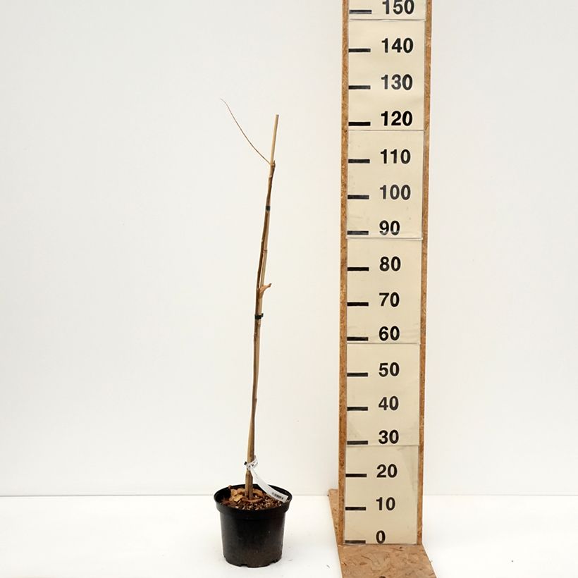 Spécimen de Toona sinensis - Acajou de Chine Pot de 3L/4L tel que livré en automne