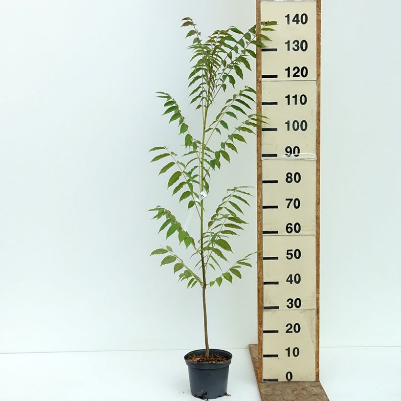 Spécimen de Toona sinensis - Acajou de Chine Pot de 3L/4L tel que livré en été