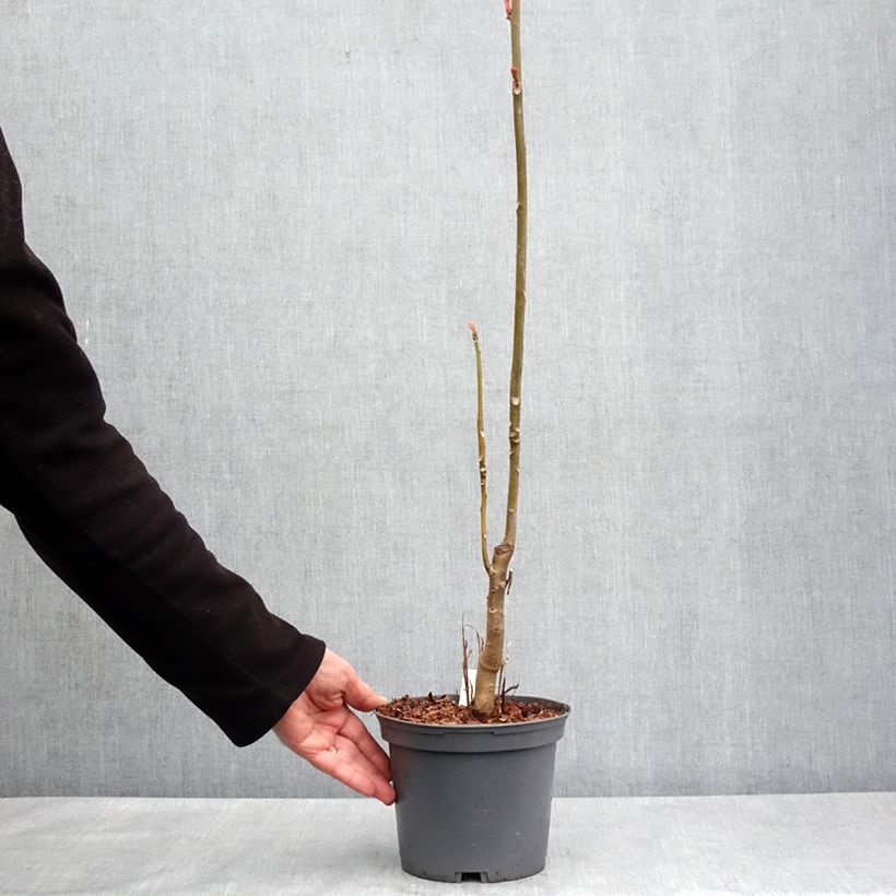 Spécimen de Toona sinensis Flamingo - Acajou de Chine Pot de 2L/3L tel que livré au printemps