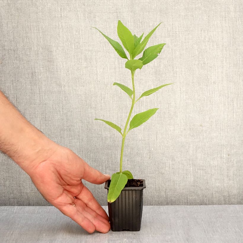 Spécimen de Topinambours Fuseau Culinaire - Helianthus tuberosus Godet de 7/8 cm tel que livré en automne