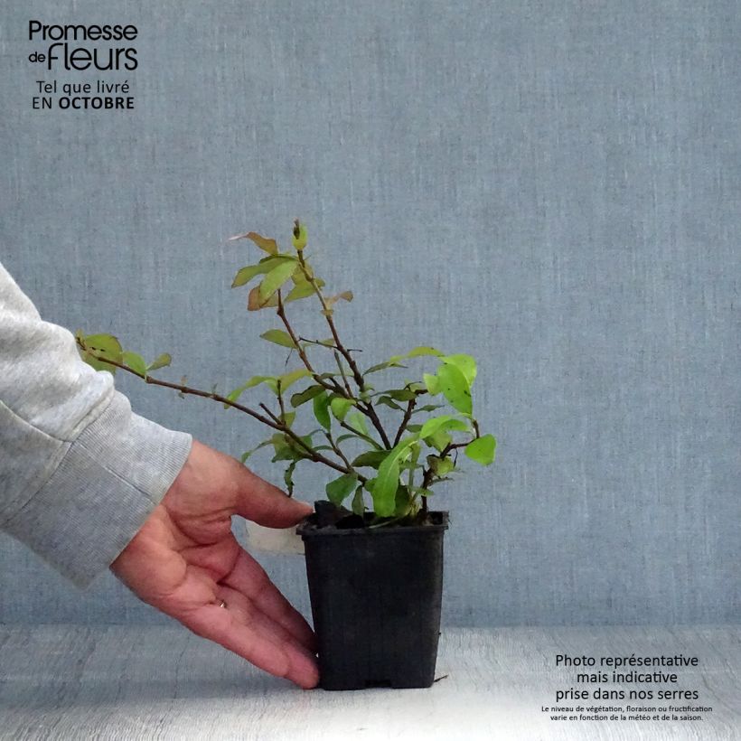 Spécimen de Trachelospermum asiaticum Chili & Vanilla - Faux-jasmin  Godet de 8/9 cm tel que livré en automne