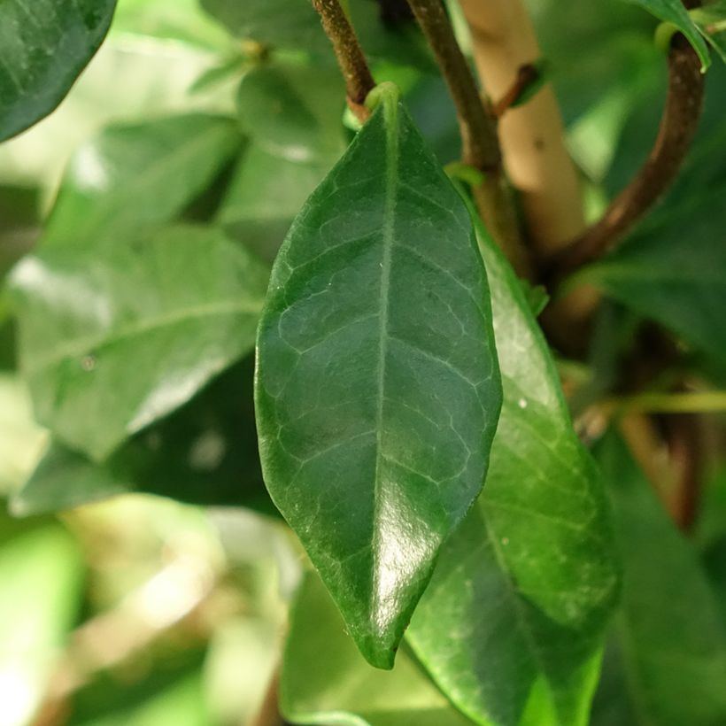Trachelospermum asiaticum Chili & Vanilla - Faux-jasmin  (Feuillage)