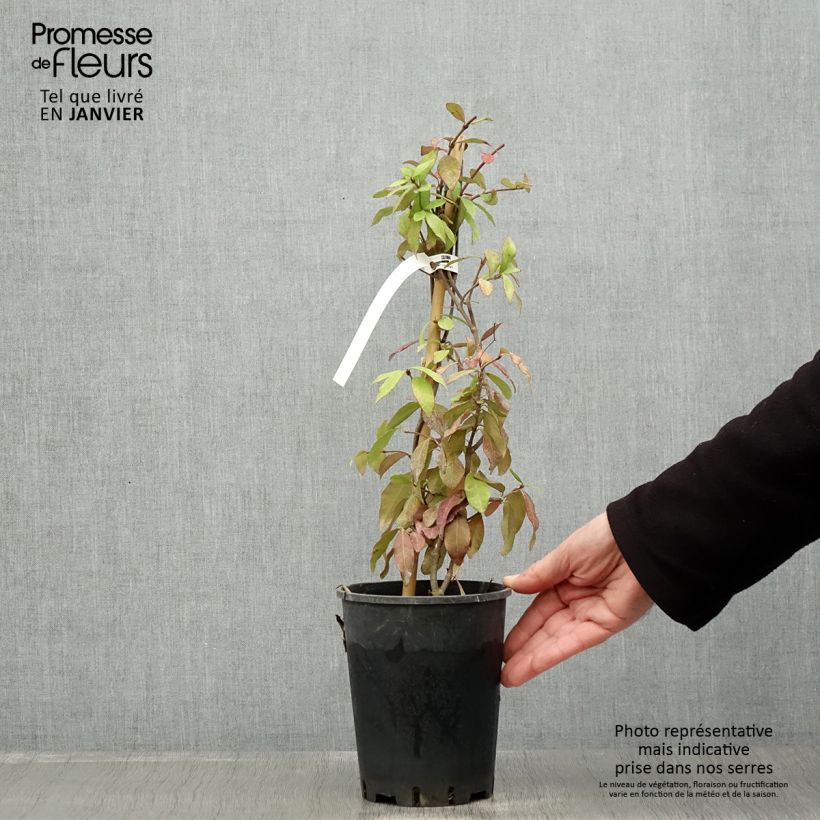 Spécimen de Trachelospermum asiaticum - Faux jasmin jaune Pot de 2L/3L tel que livré en hiver