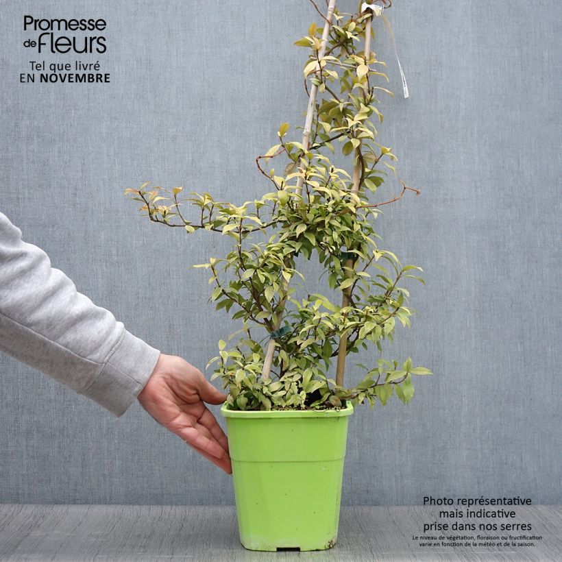 Spécimen de Trachelospermum asiaticum Golden Memories Pot de 3L/4L tel que livré en automne