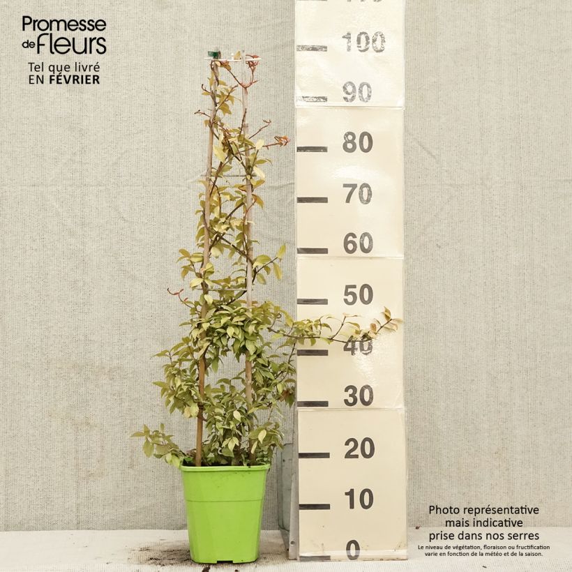 Spécimen de Trachelospermum asiaticum Golden Memories Pot de 3L/4L tel que livré en hiver