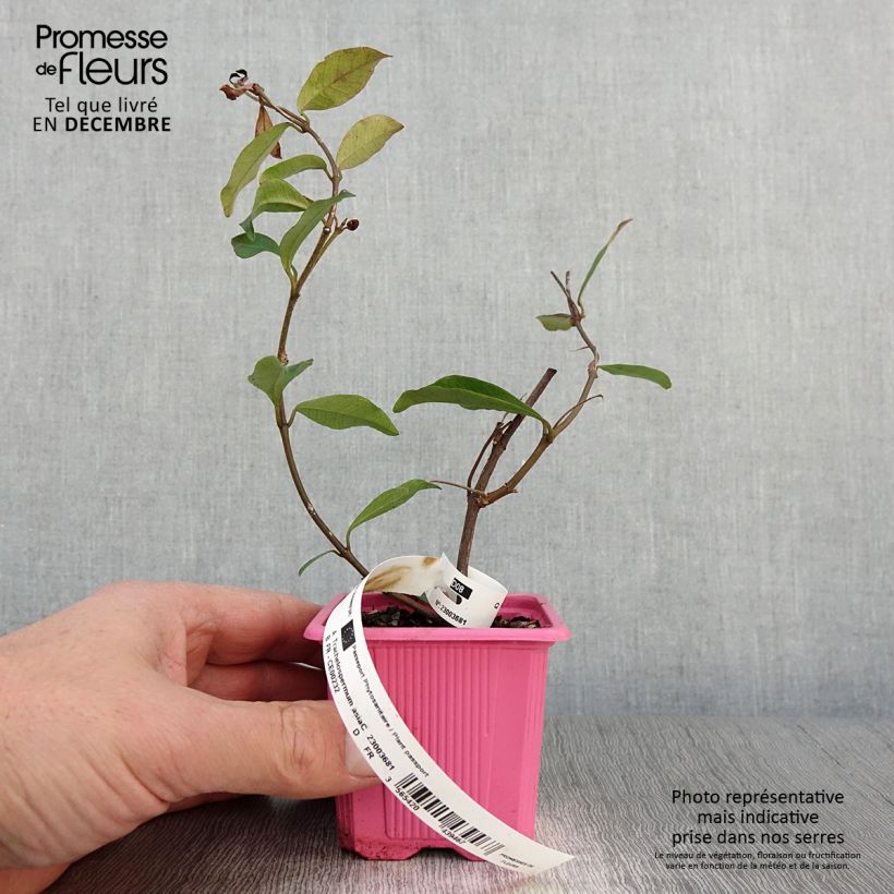 Spécimen de Trachelospermum asiaticum Pink Showers - Jasmin étoilé Godet de 8/9 cm tel que livré en automne