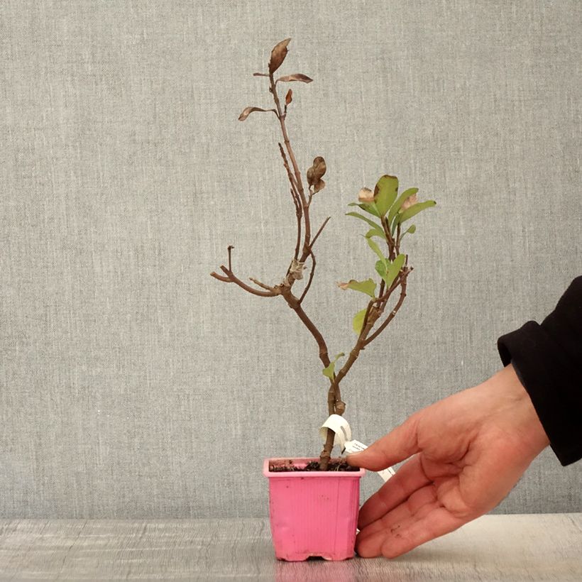 Amostra de Trachelospermum asiaticum Pink Showers - Jasmim falso amarelo Vaso de 8/9 cm tal como entregue na primavera