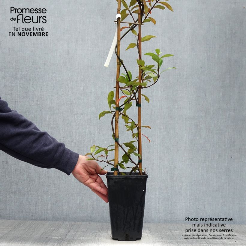 Spécimen de Trachelospermum asiaticum Pink Showers - Jasmin étoilé Pot de 2L/3L tel que livré en automne