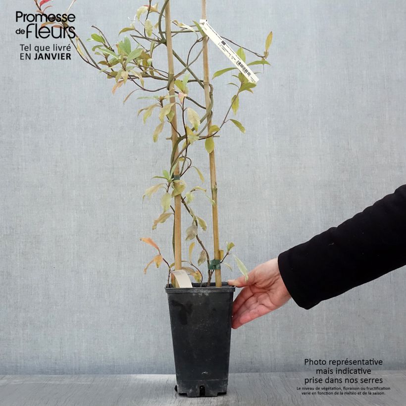 Spécimen de Trachelospermum asiaticum Pink Showers - Jasmin étoilé Pot de 2L/3L tel que livré en hiver