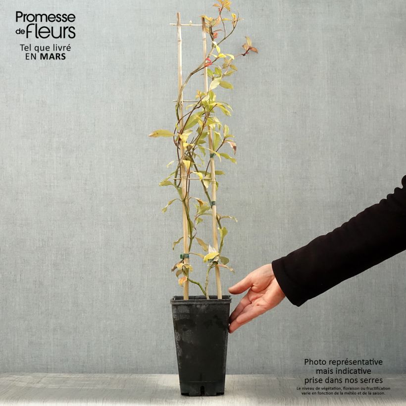 Amostra de Trachelospermum asiaticum Pink Showers - Jasmim falso amarelo Vaso de 2 L/3 L tal como entregue na primavera